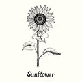 Sunflower on stem with leaves, front view, outline simple doodle drawing with inscription